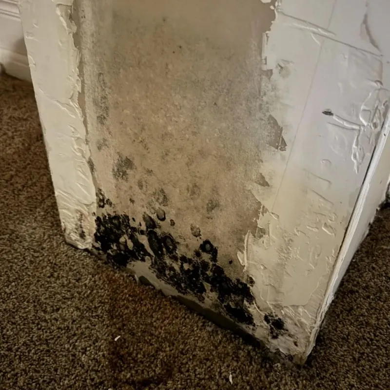 Professional Mold Removal in Carrollton, TX